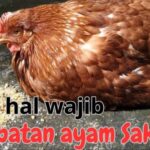 Penanganan Ayam Petelur yang Sakit