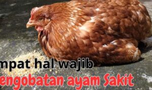 Penanganan Ayam Petelur yang Sakit