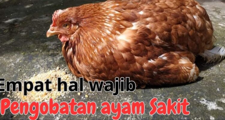 Penanganan Ayam Petelur yang Sakit