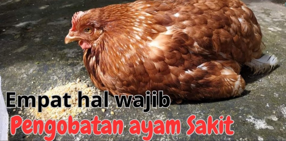 Penanganan Ayam Petelur yang Sakit